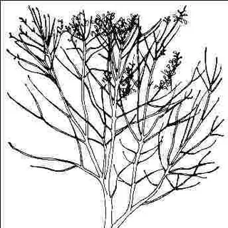 thumbnail for publication: Fraxinus pennsylvanica 'Newport': 'Newport' Green Ash